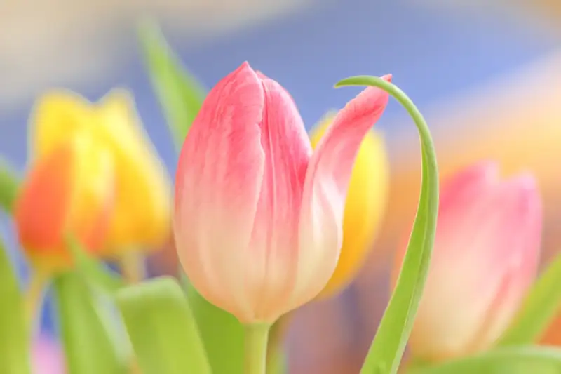 hình nền hoa tulip 18