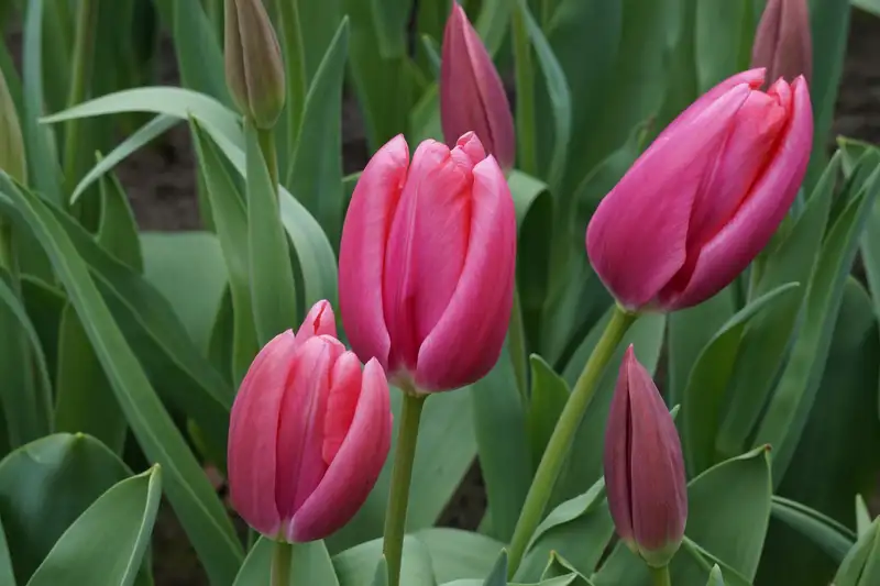 hình nền hoa tulip 21