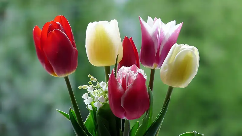 hình nền hoa tulip 31