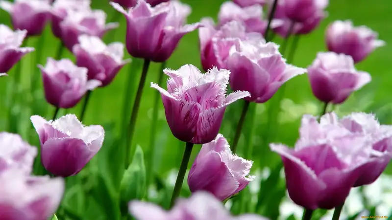 hình nền hoa tulip 32