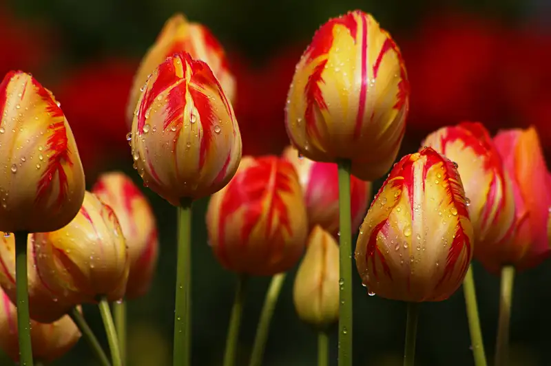 hình nền hoa tulip 35