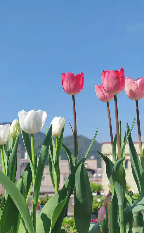 hình nền hoa tulip 38