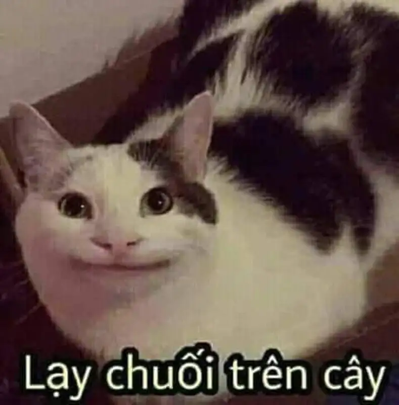 Meme lạy 44