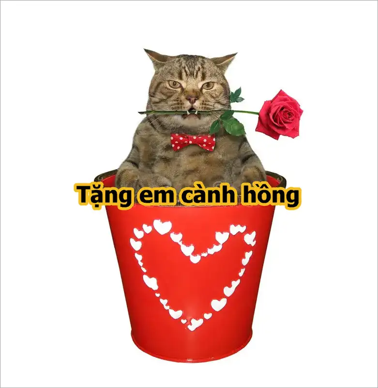 Meme mèo tặng hoa 51