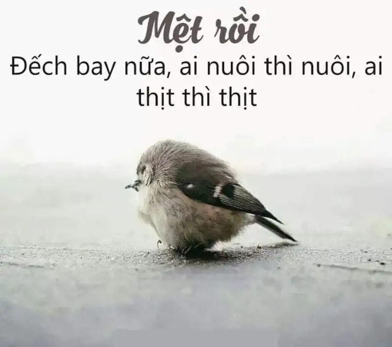 Meme mệt mỏi 22