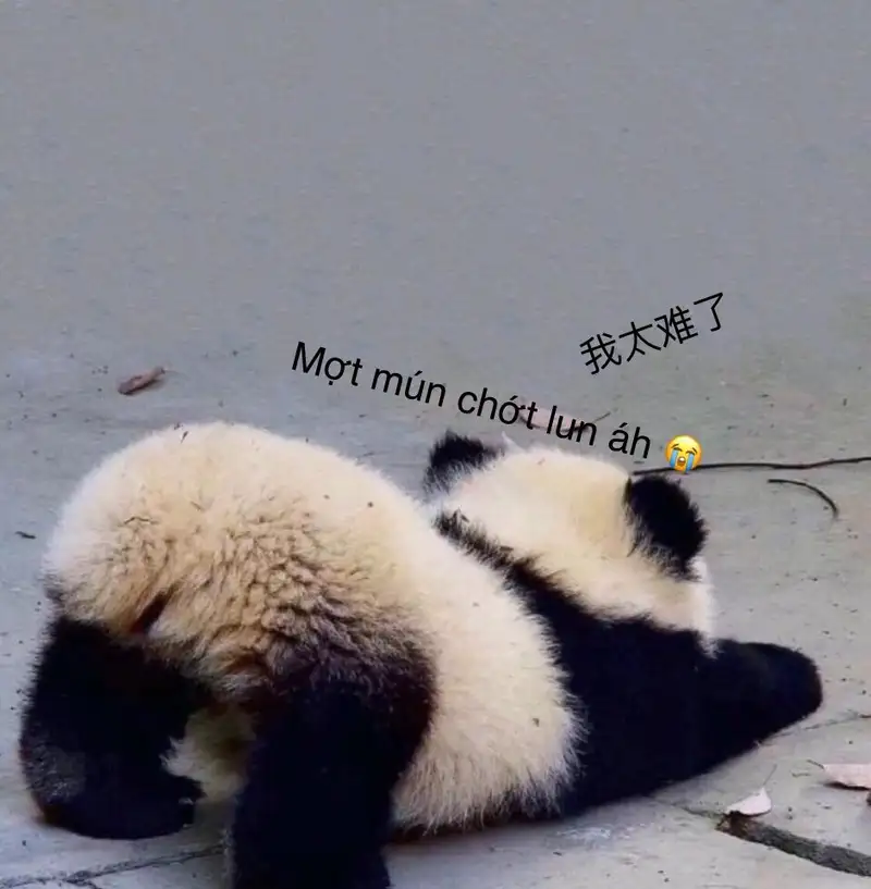 Meme mệt mỏi 41