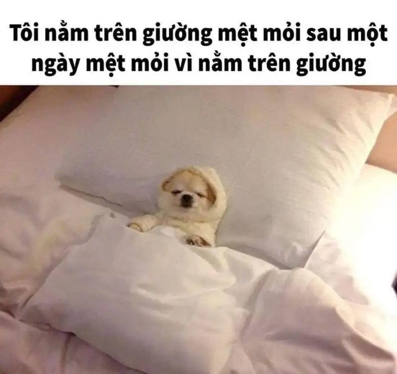 Meme mệt mỏi 42