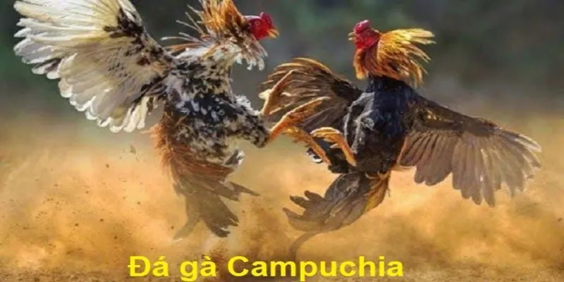 Đá gà cpc2 phát sóng trực tiếp từ Campuchia