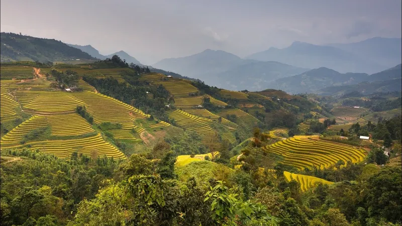 Hình nền cảnh đồng quê Việt Nam, gợi nhớ những ngày tháng yên bình.