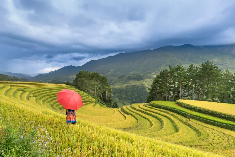 Hình nền cảnh đồng quê Việt Nam là cách tuyệt vời để giảm stress.