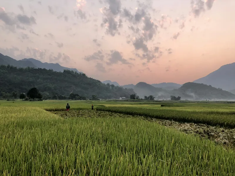 Gợi nhớ hương đồng gió nội với hình nền cảnh đồng quê Việt Nam.