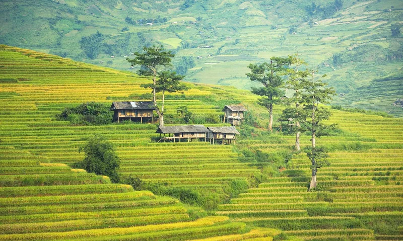 Mang hơi thở làng quê Việt Nam vào mỗi ngày qua hình nền đẹp mắt.