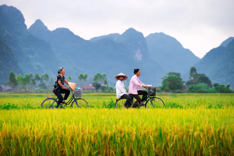 Tô điểm không gian sống với hình nền cảnh đồng quê Việt Nam đầy cảm xúc.