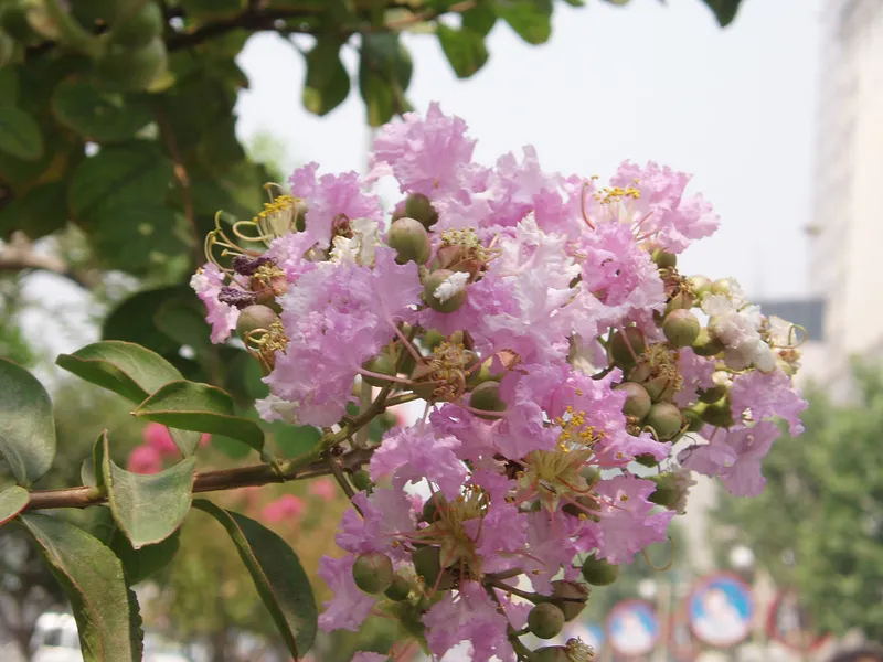 Hoa bằng lăng 3