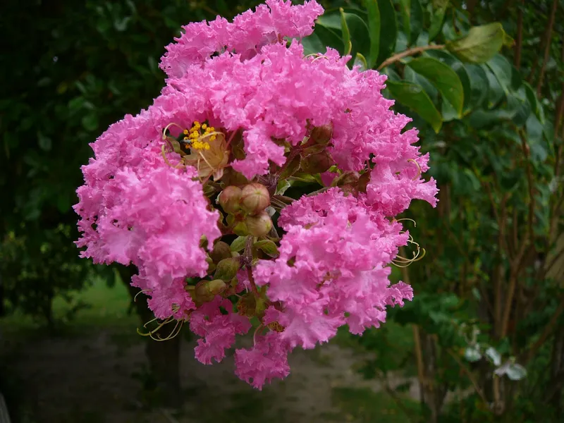 Hoa bằng lăng 9