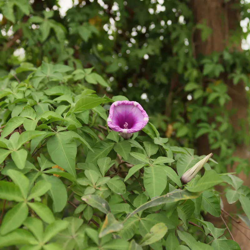 Hoa bìm bìm nở trong không gian yên tĩnh