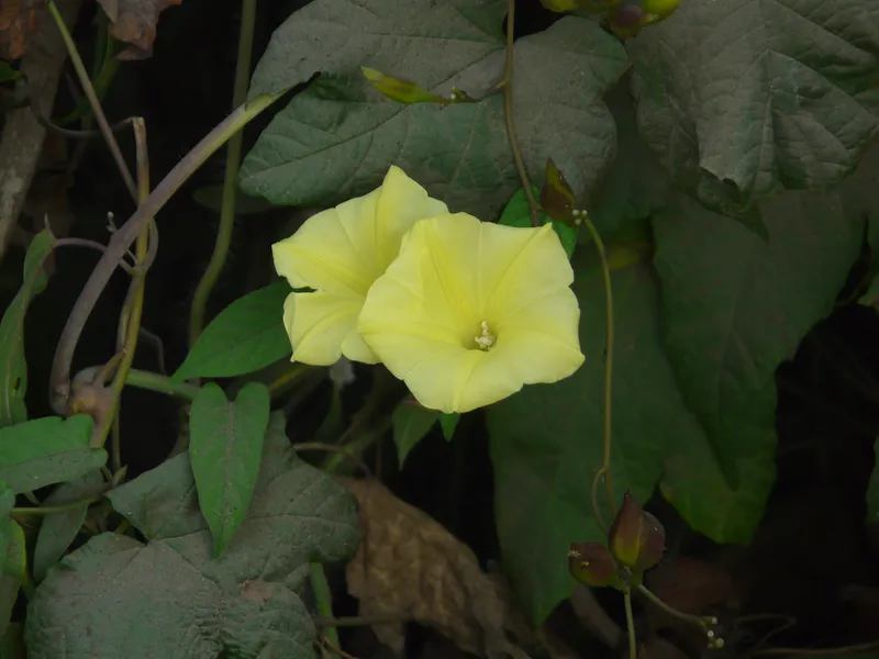 Cánh hoa bìm bìm mong manh và đẹp