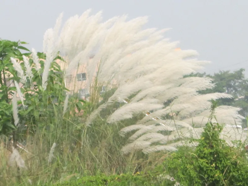 Hoa cỏ lau 1