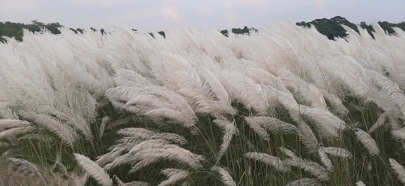 Hoa cỏ lau 4