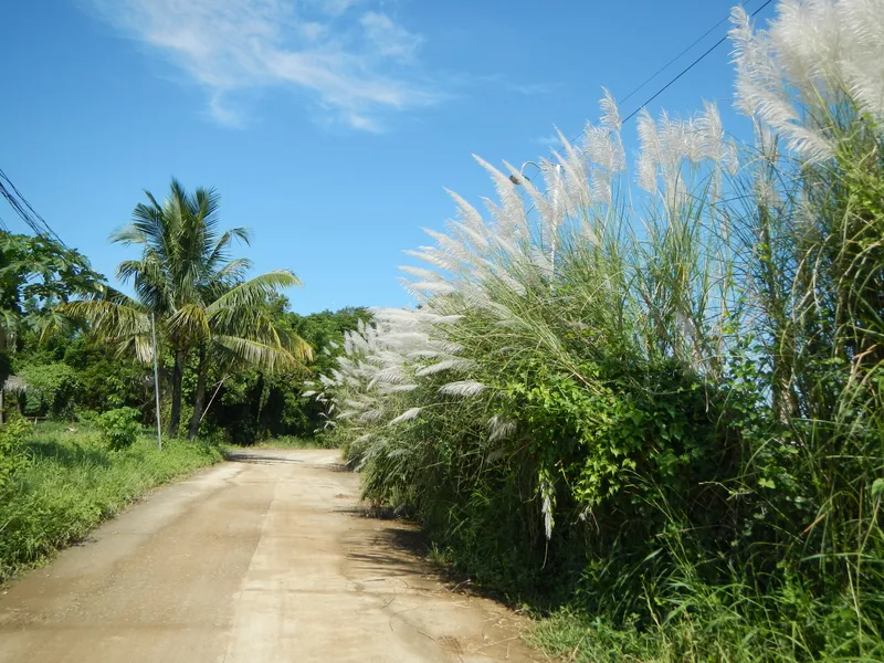 Hoa cỏ lau 17