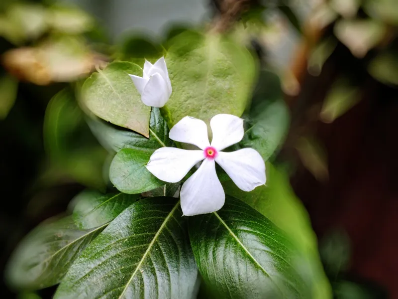 Hoa dừa cạn trong nắng bình minh