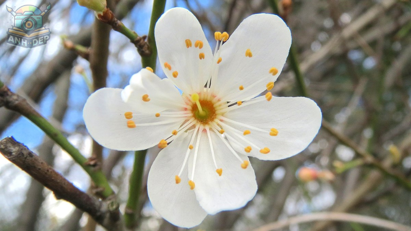 Hoa mận trắng nhẹ nhàng đung đưa