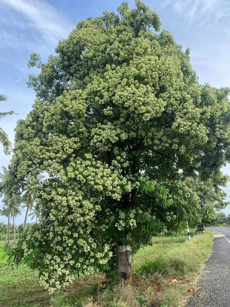 Hoa sữa 28