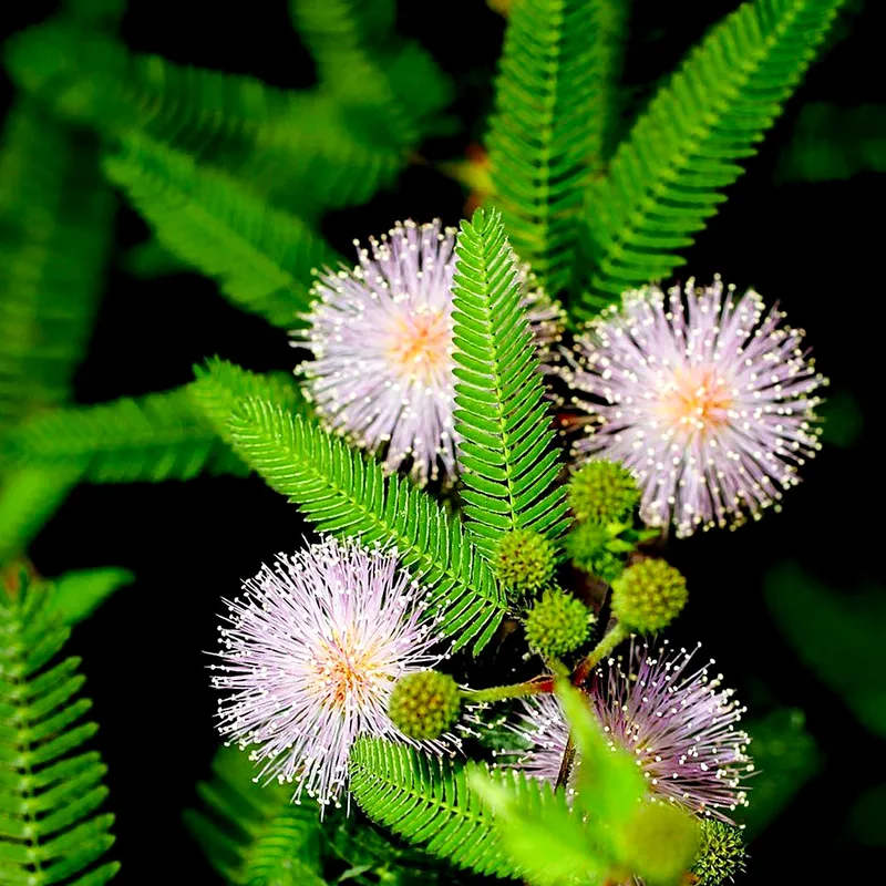 Nụ hoa trinh nữ chớm nở