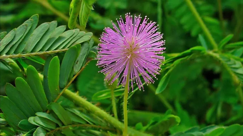 Cánh hoa trinh nữ mềm mịn