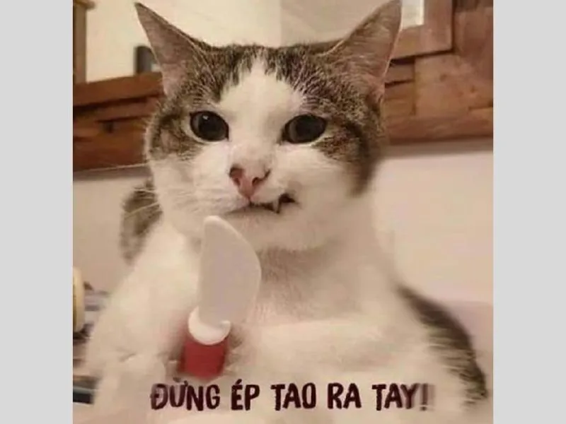 meme nổi tiếng 11