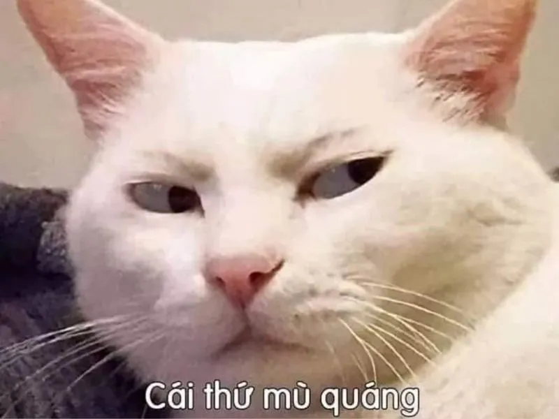 meme nổi tiếng 17