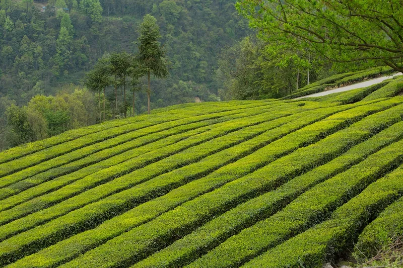 Phong cảnh đồi chè vào sáng sớm 40