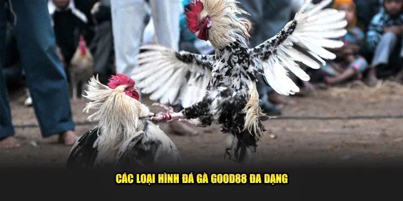 Các loại hình đa dạng tại đá gà Good88