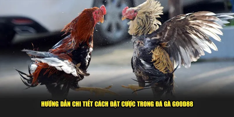 Hướng dẫn chi tiết cách đặt cược trong đá gà Good88