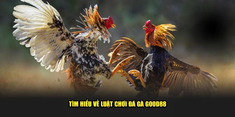 Tìm hiểu về luật chơi đá gà Good88