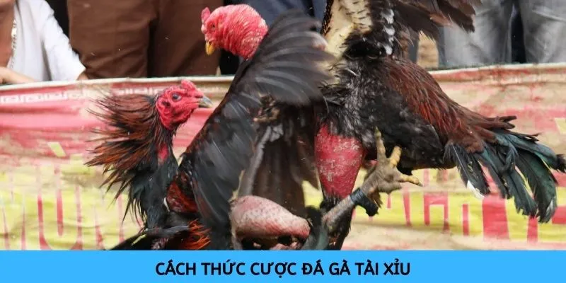 Cách thức cược đá gà thể thức tài xỉu đơn giản, dễ dàng áp dụng