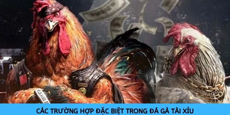 Có nhiều trường hợp trong đá gà tài xỉu mà anh em cần nắm rõ